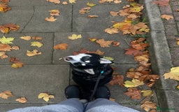 Pomsky dogs for sale: Pomsky for ref-homing - Image 2