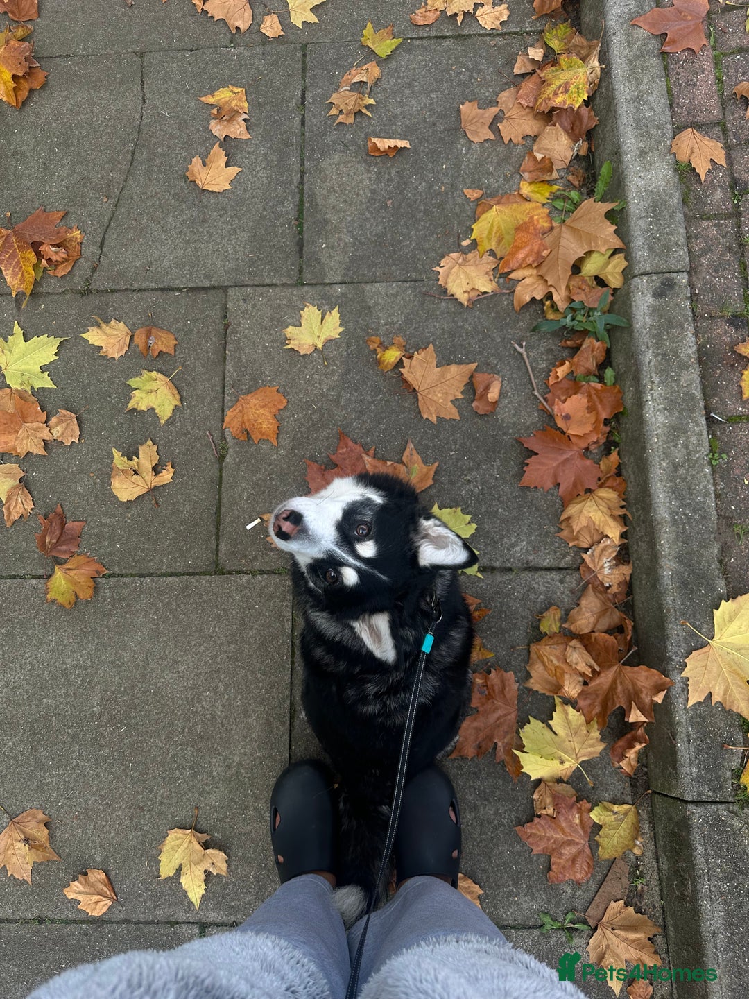 Pomsky dogs for sale: Pomsky for ref-homing - Image 2