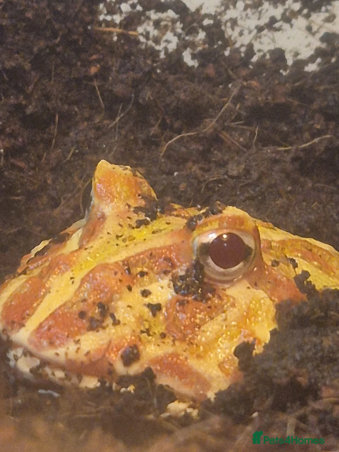 Frog reptiles for sale: Lime Pacman frog ( Male ) - Advert 9