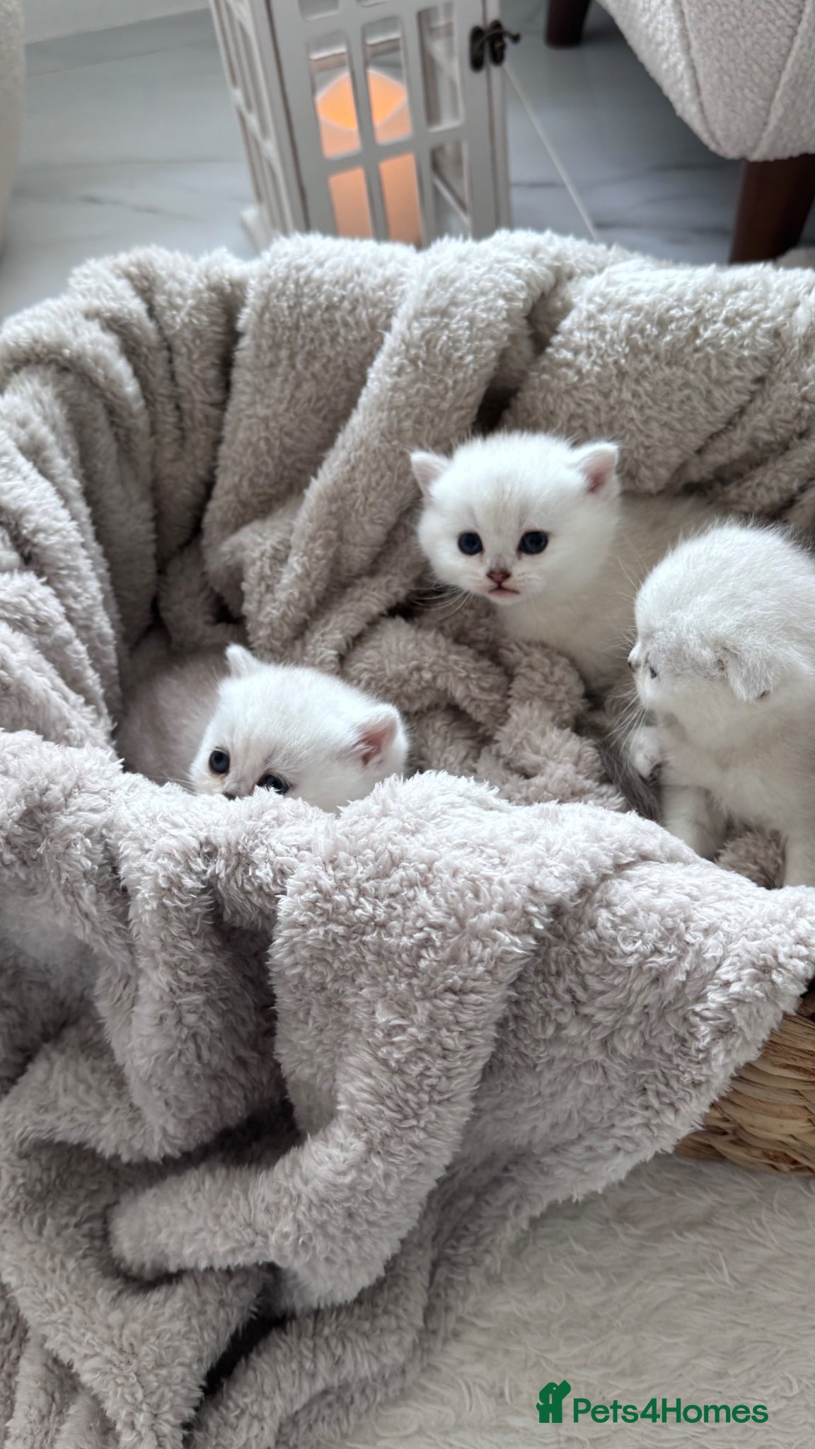 Scottish Fold cats for sale: Adorable Friendly Scottish Folds/Straights !! - Advert 7