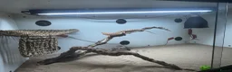 Bearded Dragon reptiles for sale: Zog the bearded dragon  in Leamington Spa - Advert 4