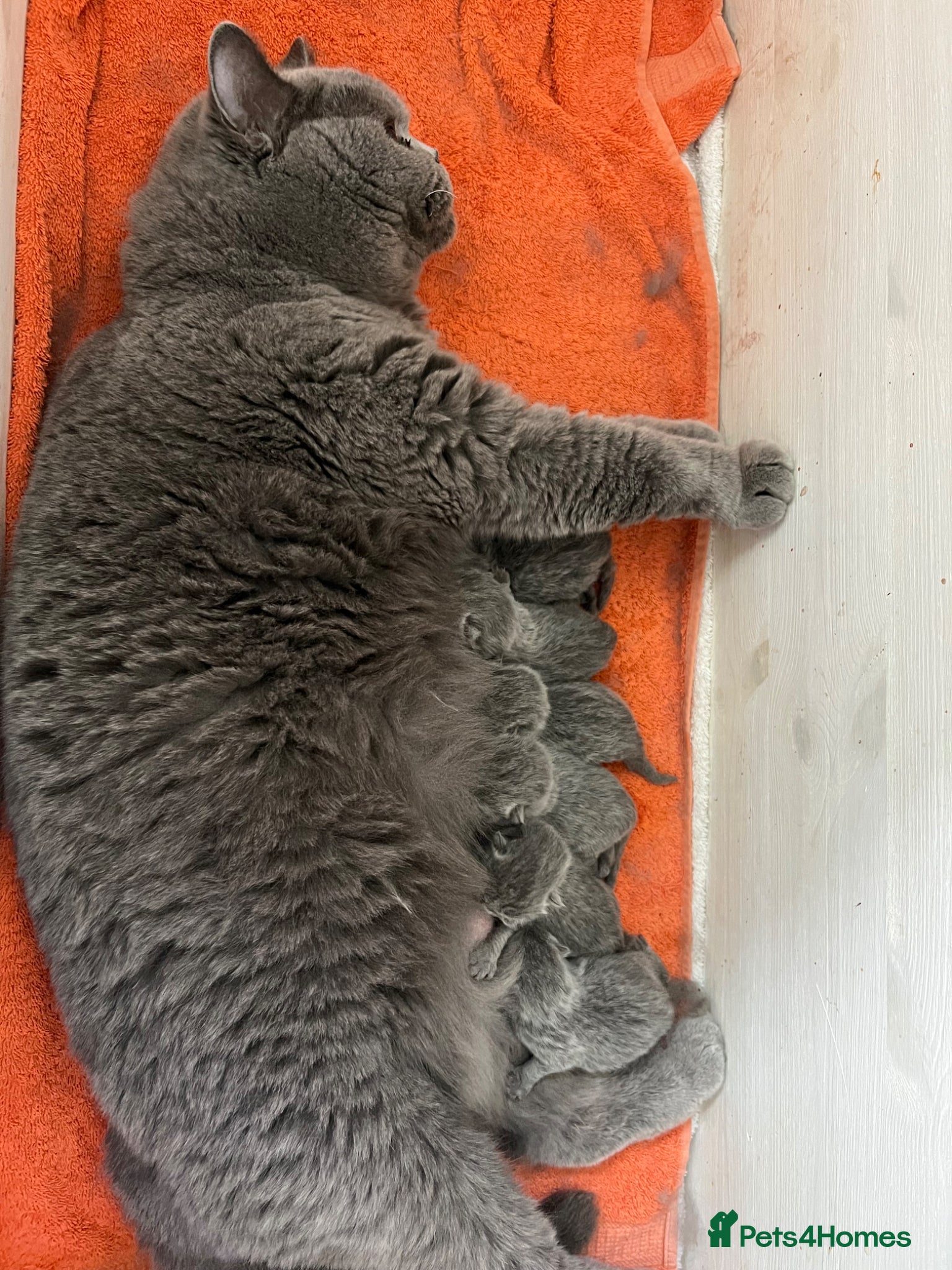 British Shorthair cats 🏆Exceptional GCCF Registered BSH Kittens🏆 - Advert 2