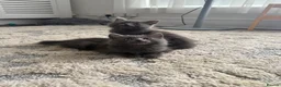 British Shorthair cats for sale: Mixed Russian blue and British blue kittens  - Advert 9