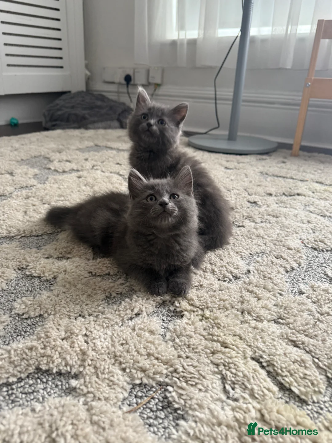 British Shorthair cats for sale: Mixed Russian blue and British blue kittens  - Advert 9