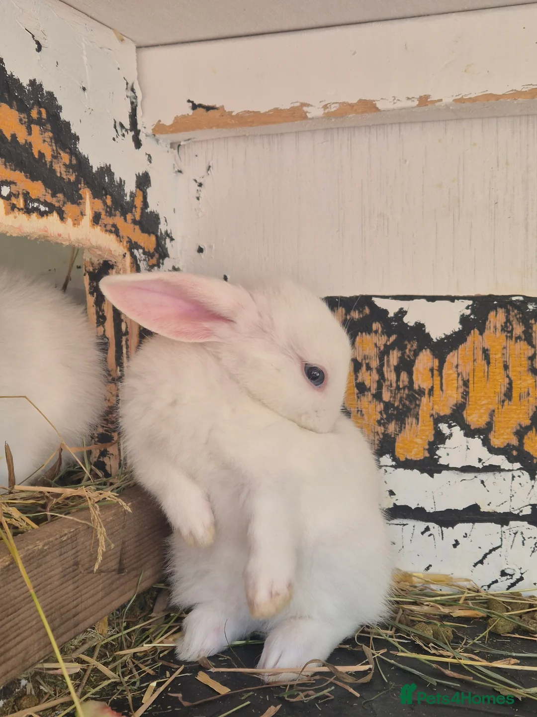 Mixed Breed rabbits for sale: 5 little rabbits, mixed with dwarf  - Advert 5