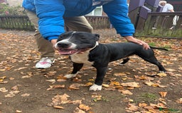 Mixed Breed dogs for sale: Staffordshire cross puppies  - Image 11