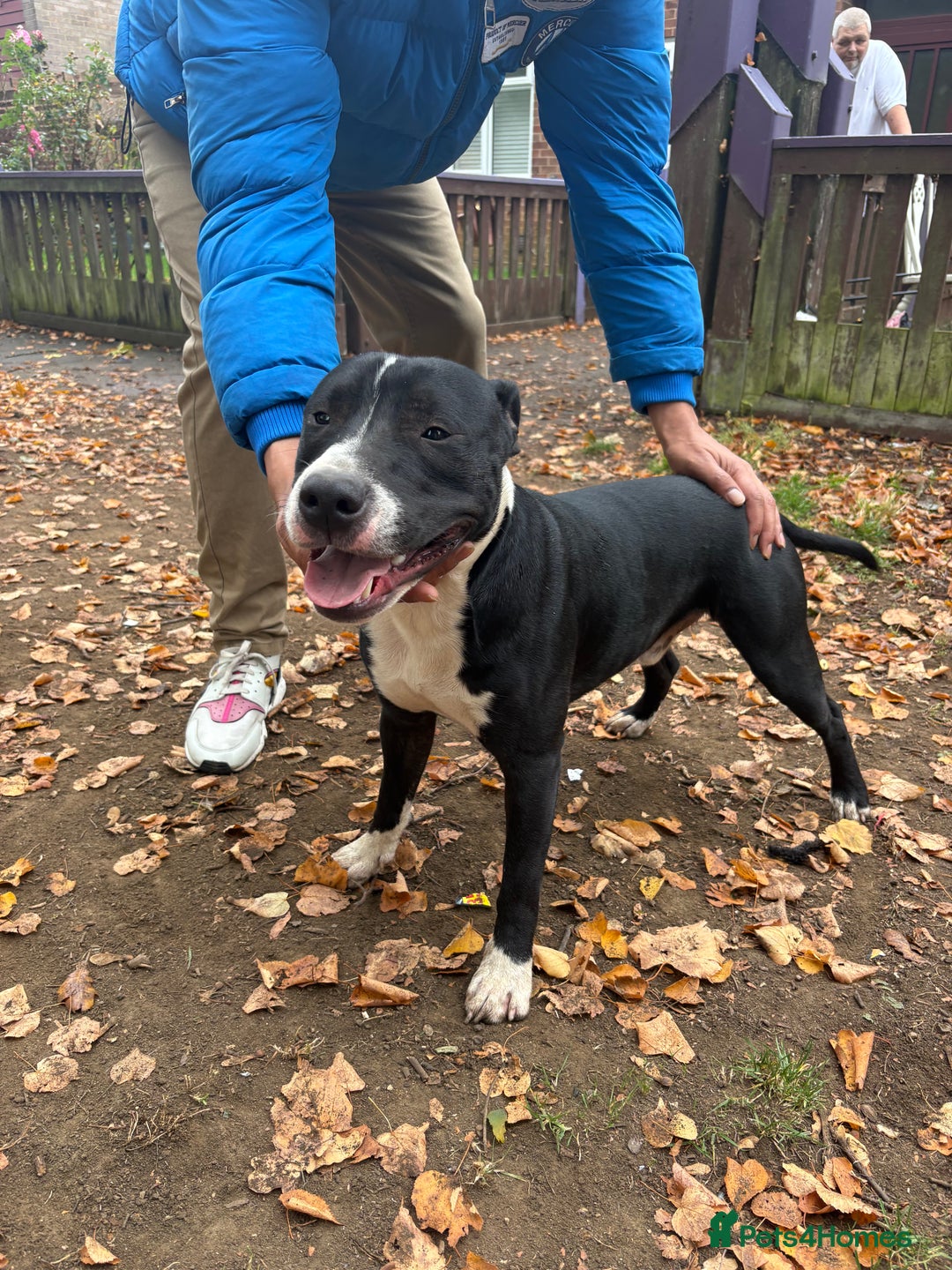 Mixed Breed dogs for sale: Staffordshire cross puppies  - Image 11