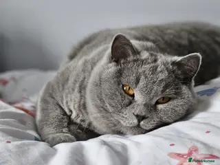 British Shorthair cats Chilled Fluffy Sleepy Cloud Boy 3yrs old - Advert 1