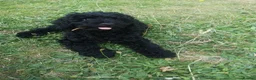 Poodle dogs for sale: Miniature poodle black excellent breeding in Christchurch - Advert 2