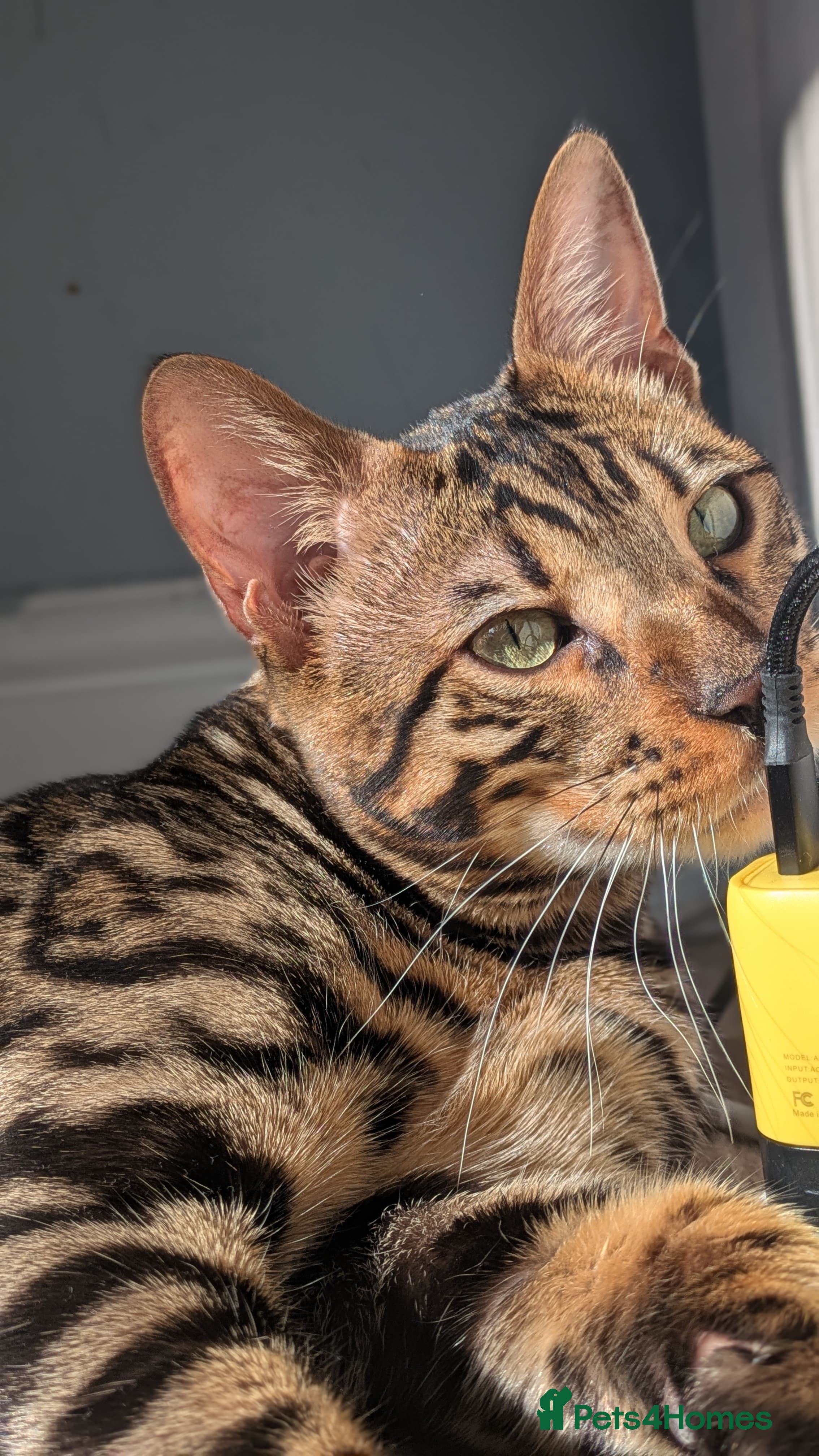 Bengal cats Bengal Kitten  - Advert 19