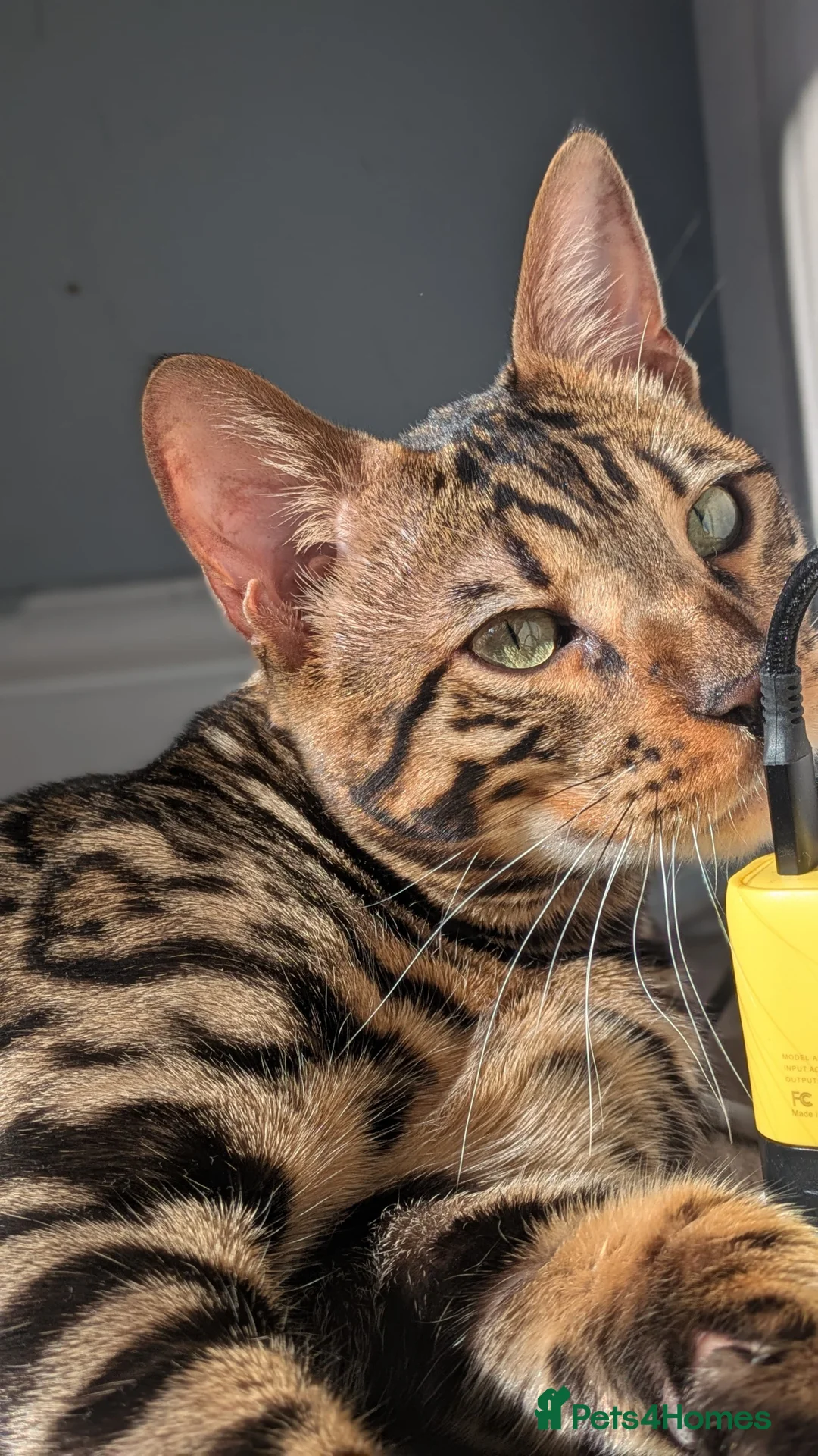 Bengal cats for sale: Bengal Kitten  - Advert 1