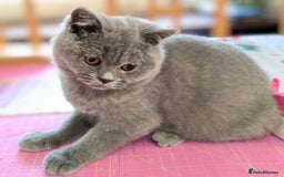 British Shorthair cats for sale: Gorgeous British shorthair kittens  - Image 1