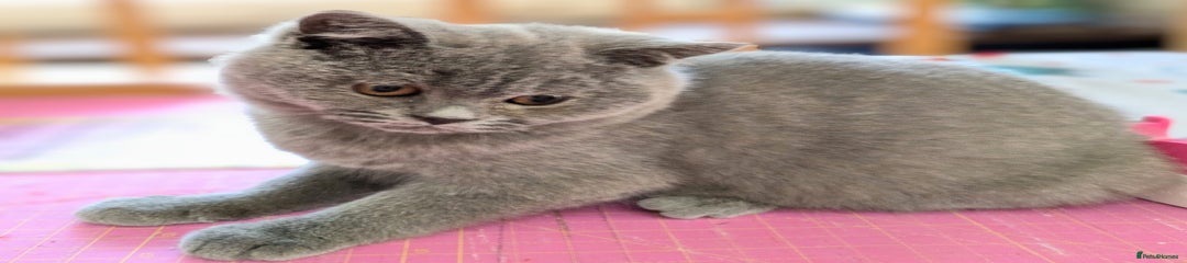 British Shorthair Kitten 1