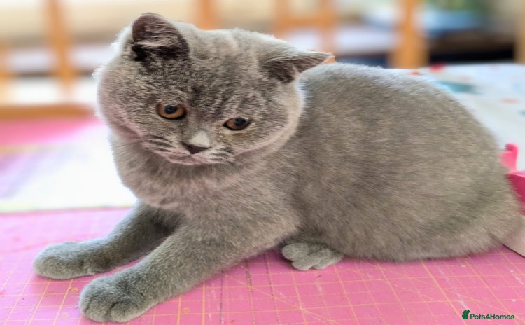 British Shorthair cats - Advert 1