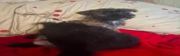 Yorkiepoo dogs for sale: 🐾 Yorkiepoo Puppies For Sale 🐾 - Advert 4