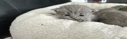 British Shorthair cats for sale: Gorgeous British shorthair kittens  - Advert 2