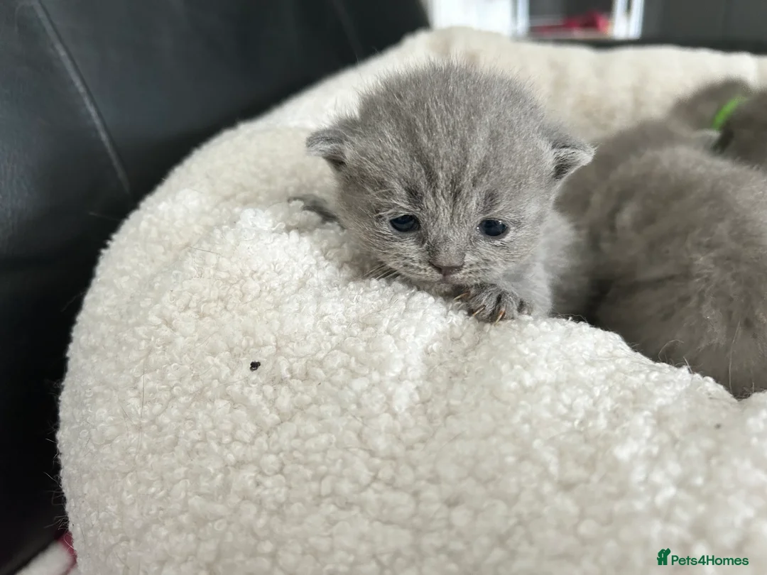 British Shorthair cats for sale: Gorgeous British shorthair kittens  - Advert 2