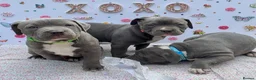 Staffordshire Bull Terrier dogs for sale: Blue Staffordshire Bull Terrier Puppies - Advert 5