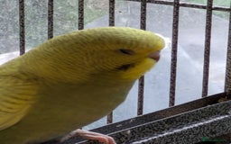 Budgerigars birds for sale: Beautiful baby budgies  - Image 4