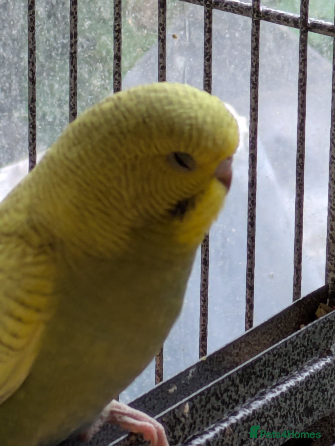 Budgerigars birds for sale: Beautiful baby budgies  - Image 4