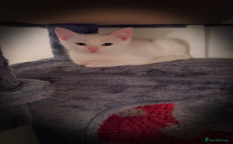 Domestic Shorthair cats - Advert 10