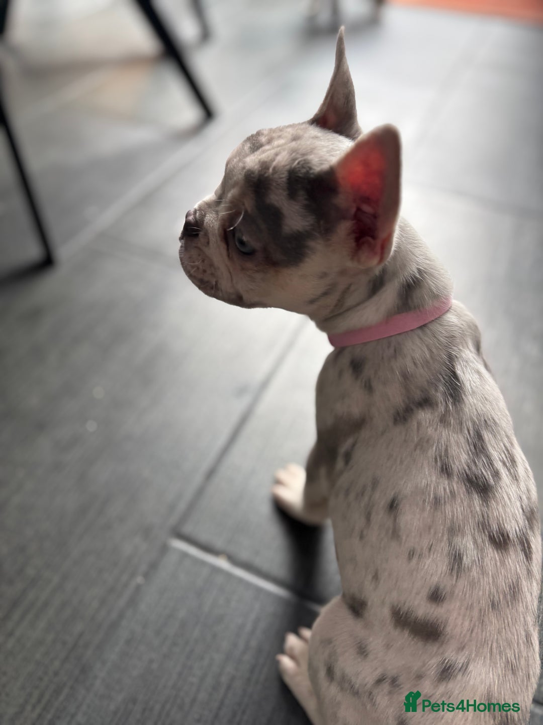 French Bulldog dogs for sale: French Bull Dog Puppies! - Image 12