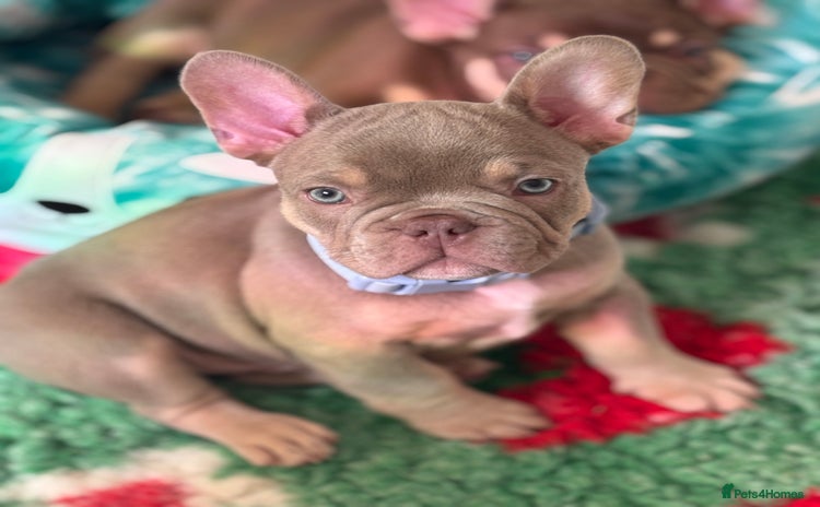 French Bulldog dogs - Advert 14