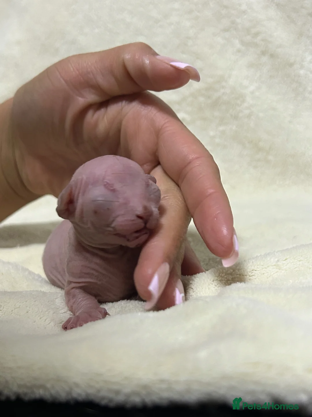 Sphynx cats for sale: Short Leg Munckin Sphinx Kittens(BullyCat) - Advert 2