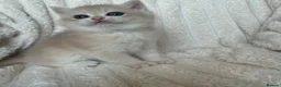 British Shorthair cats for sale: 🧡Exceptional golden British shorthairs 🧡 - Advert 9