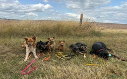 Canaan Dog dogs for sale: Roo - Canaan Dog Mix - Image 2