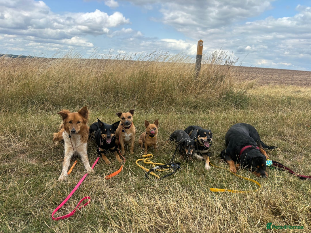 Canaan Dog dogs for sale: Roo - Canaan Dog Mix - Image 2