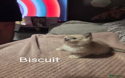 Ragdoll cats for sale: Beautiful Ragdoll Kittens - Image 14