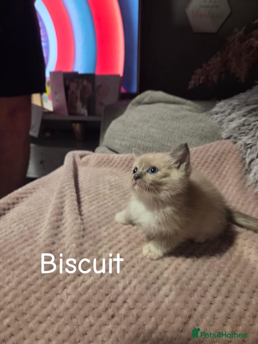 Ragdoll cats for sale: Beautiful Ragdoll Kittens - Image 14