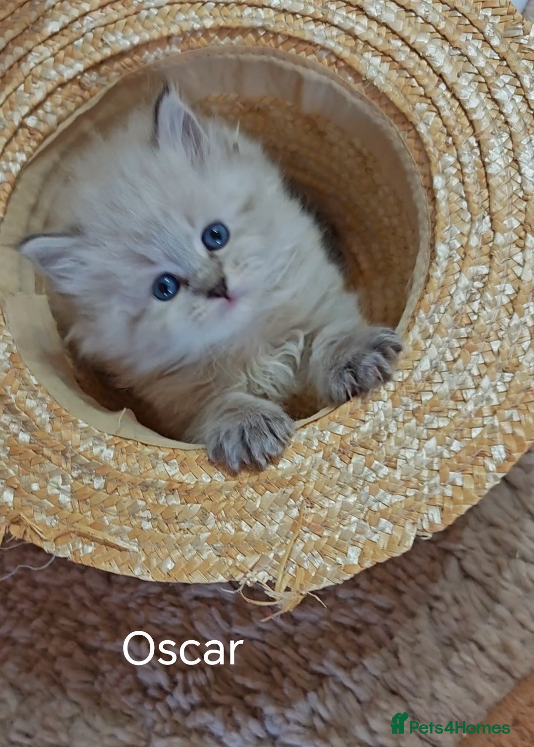 Siberian cats  Siberian babies from GCCF+TICA parents - Advert 1