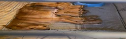 Golden Retriever dogs for sale: Kc registered dark red pups - Advert 1