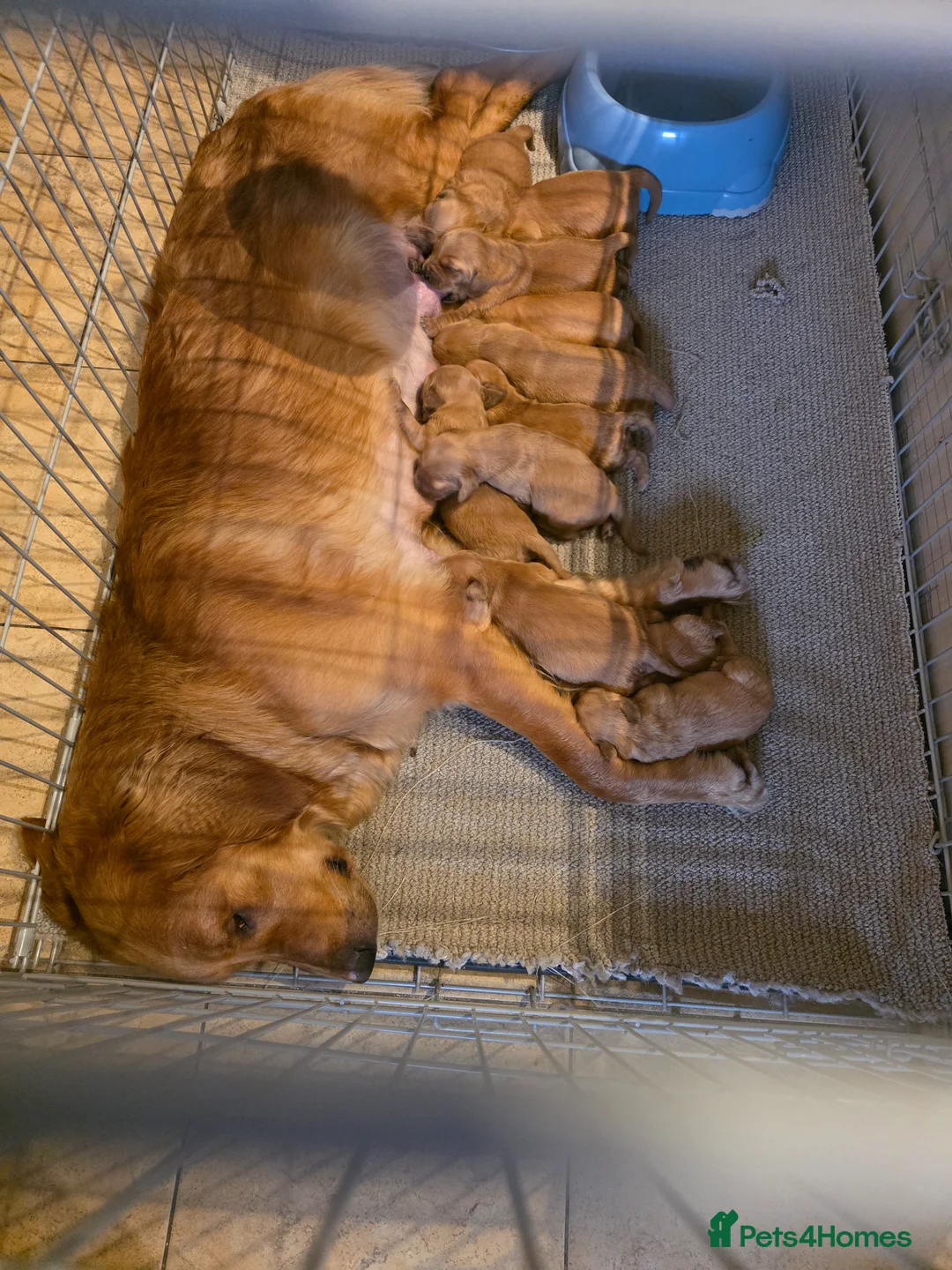 Golden Retriever dogs for sale: Kc registered dark red pups - Advert 1