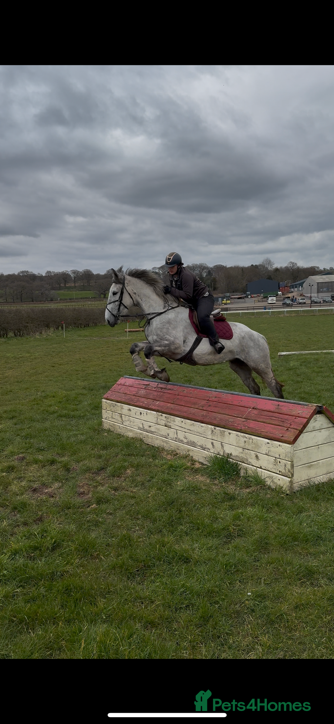 Irish Draught horses for sale: 16.3hh all round mare for sale  - Advert 13