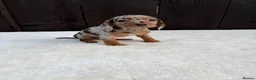 Miniature Dachshund dogs for sale: Dachshund puppies 2 boys 1 girl  - Advert 24