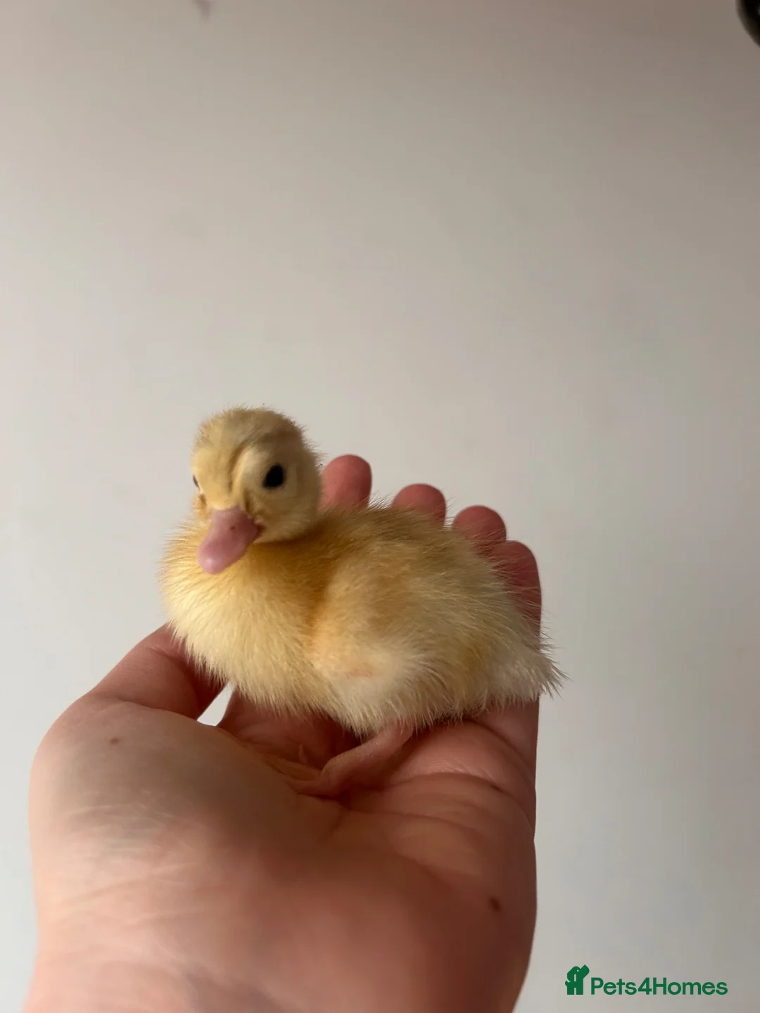 Ducks poultry for sale: Call ducklings - Advert 3