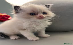 Ragdoll cats for sale: Chunky Quality EU Ragdoll babies - Image 7
