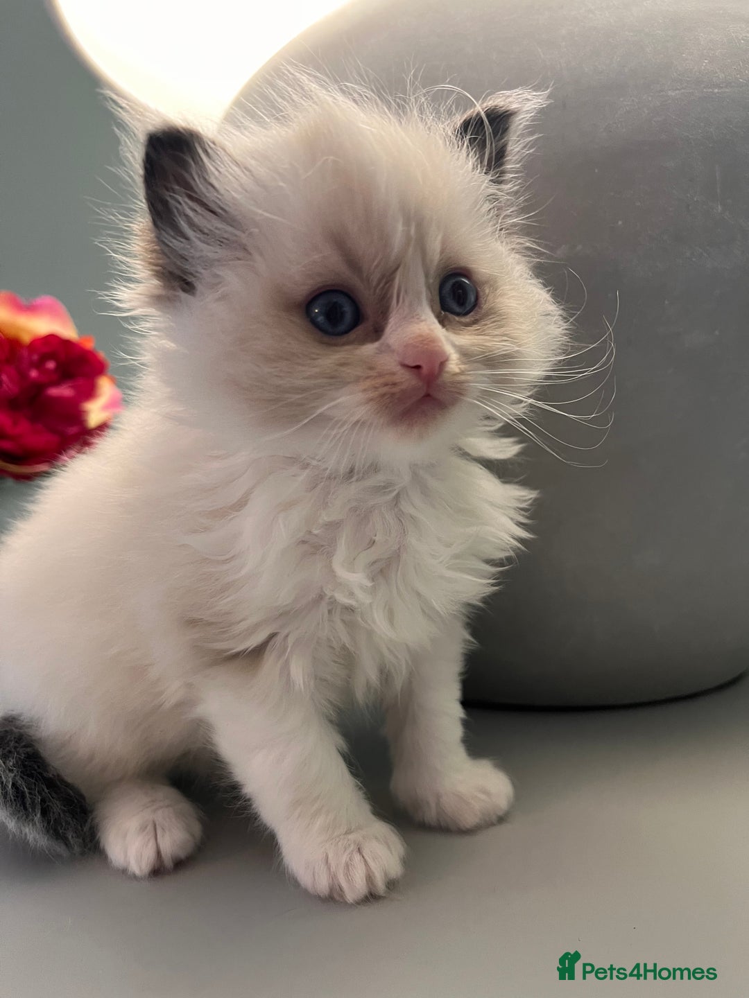 Ragdoll cats for sale: Chunky Quality EU Ragdoll babies - Image 7