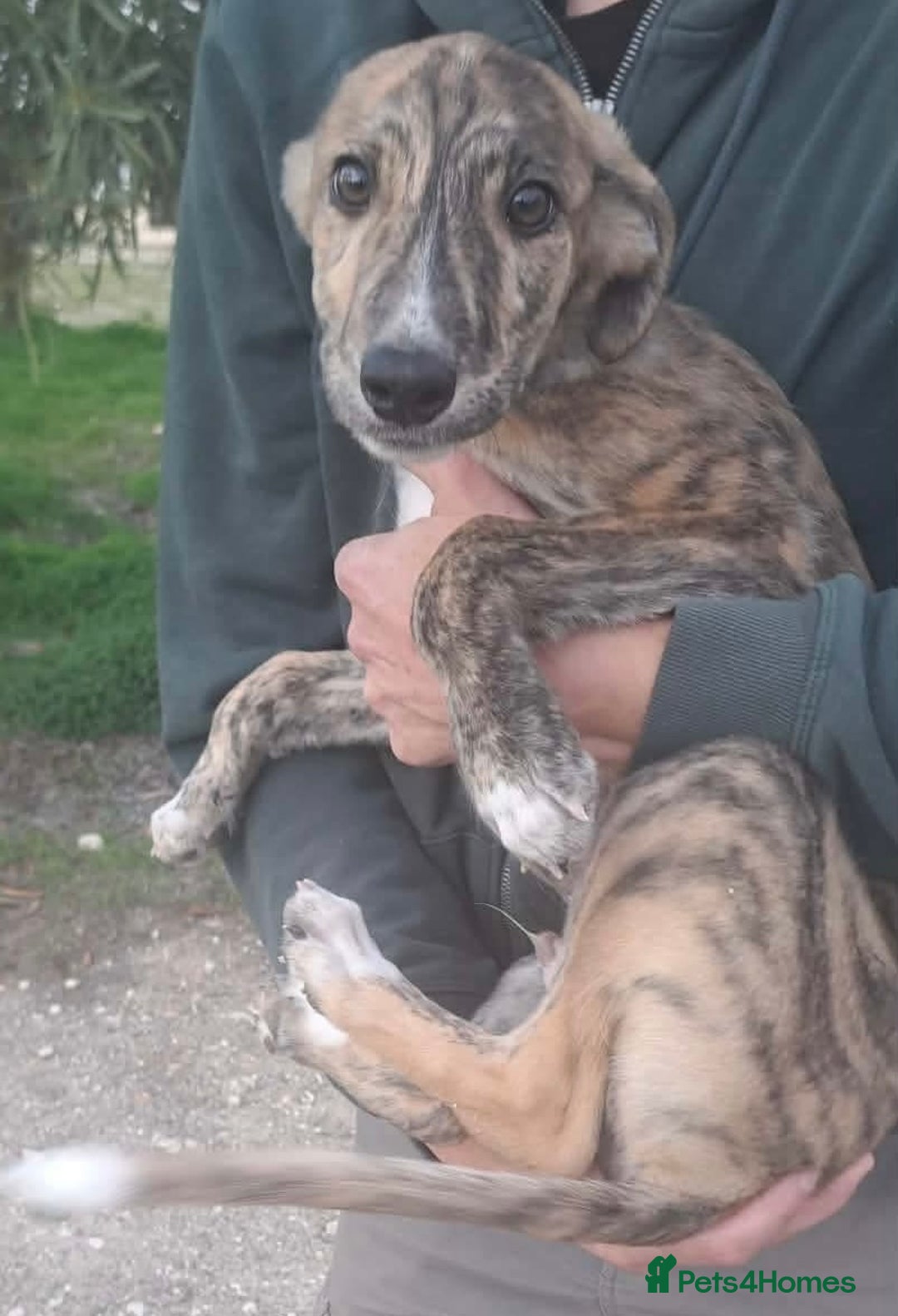 Mixed Breed dogs for adoption: Taz needs a loving home  - Advert 11