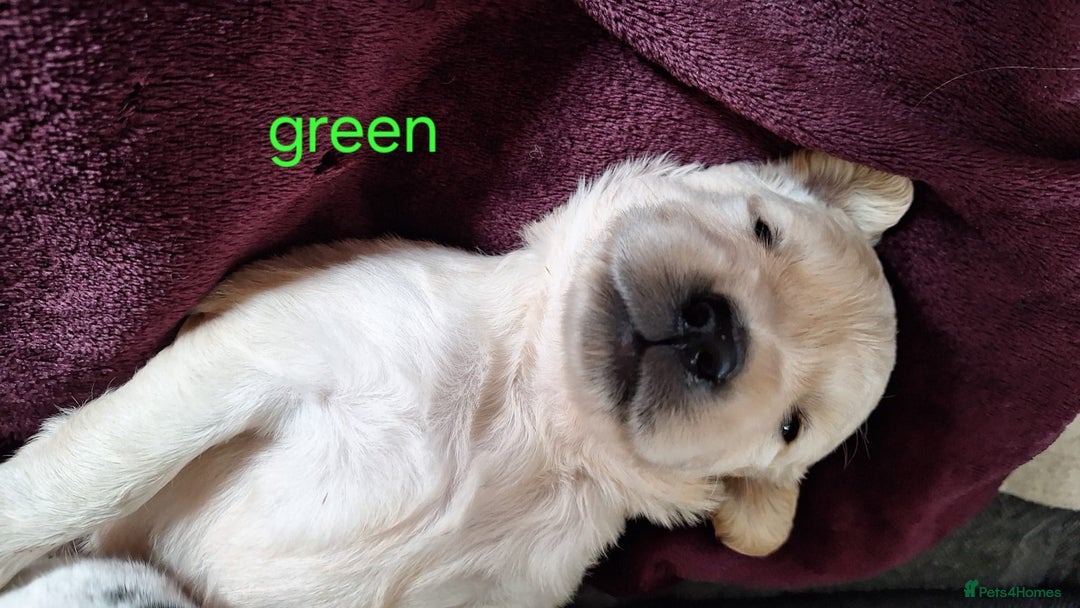 Golden Retriever dogs for sale: Golden Retriever pups - Image 5