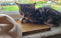 Bengal cats for sale: Bengal mix kittens - Image 1