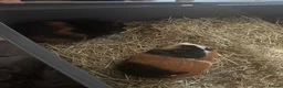 Guinea Pig rodents for sale: 2 x male guinea pigs  - Advert 2