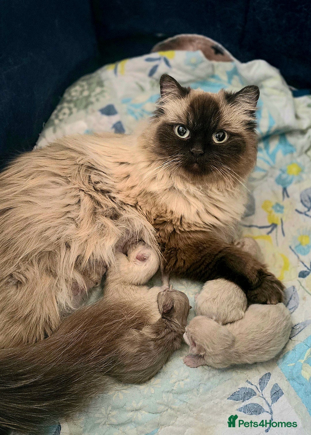 Himalayan cats for sale: PEDIGREE Himilayan Persian kittens - Image 4