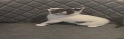 Mixed Breed cats for sale: Bsh x kitten  - Advert 3