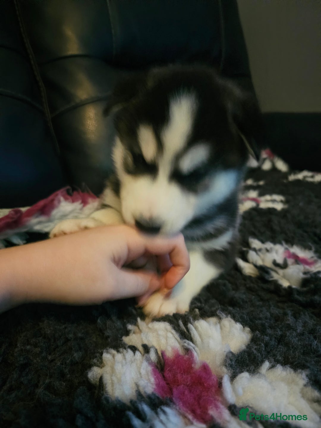 Siberian Husky dogs for sale: 5 beautiful siberian husky fur babies - Advert 16
