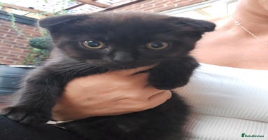 Mixed Breed cats - Advert 4