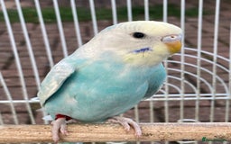 Budgerigars birds for sale: Young budgies for sale in Norbury - Image 7